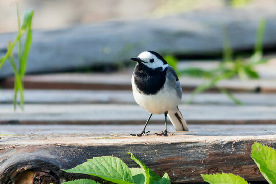 The small bird Wagtail is a genus of songbirds of the wagtail family (Motacillidae) of the passerine order.