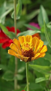 Honey bee pollinating a zinnia flower in a garden
