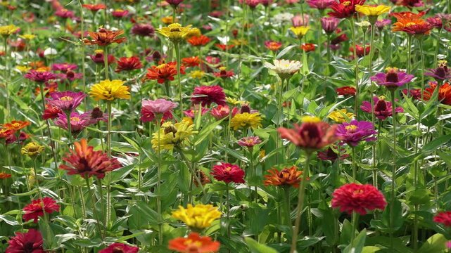Field of colorful zinnia flowers in bloom