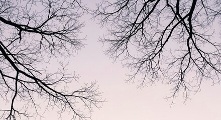 Fototapeta premium Bare Tree Branches Silhouetted Against a Soft, Muted Sky in Winter