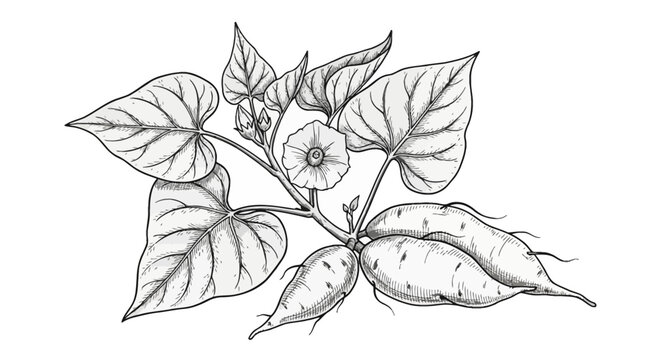 Botanical illustration of a sweet potato Ipomoea batatas plant featuring root tubers, heart-shaped leaves, and flower bloom in a vintage black and white line art engraving style.