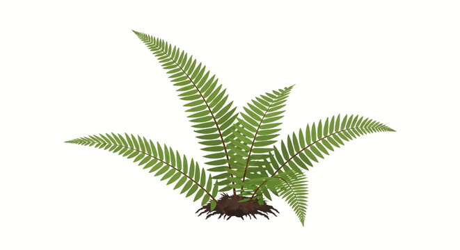 Botanical vector illustration of a green fern plant with multiple pinnate fronds and brown stems growing from a small soil patch, isolated on a white background for nature design.