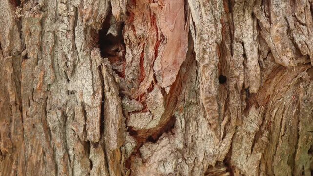 Slow Upward Pan Across Detailed Weathered Tree Bark Texture in 4K