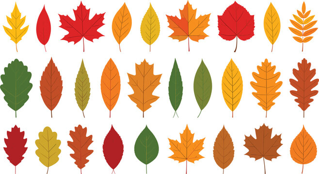 Vector illustration set of colorful autumn leaves with maple oak birch and rowan foliage isolated on white background for fall design elements