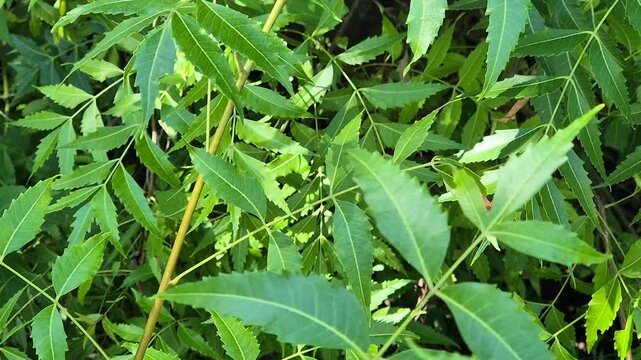 Close up tracking shot of green neem tree leaves with serrated edges swaying gently on branches