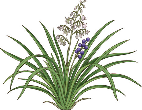 Blueberry Lily Botanical Sketch Hand Drawn Native Flower Illustration