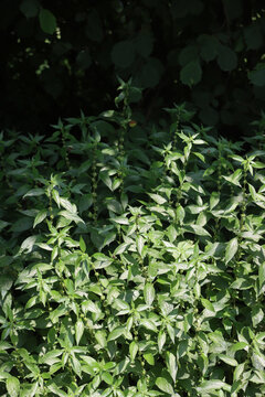  Many Spreading Pellitory plants on summer. Parietaria judaica wild plant with infiorescence