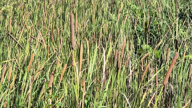 Close up shot of wild cattail plants with brown seed heads swaying in the wind on a sunny day