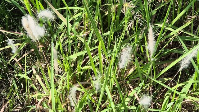 High angle panning shot of fluffy white cogon grass flowers blooming amidst green wild grass