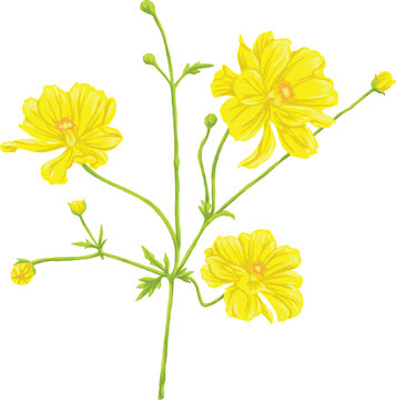 Sulphureus Cosmos Flower Botanical Painting Decorative Floral Illustration