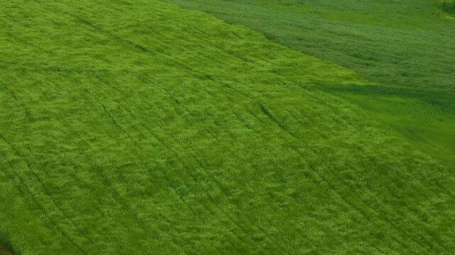 Aerial video of a vast green field seen from above, with grass swaying like ocean waves in the wind. Peaceful nature scene symbolizing freedom, tranquility, movement, and natural beauty.