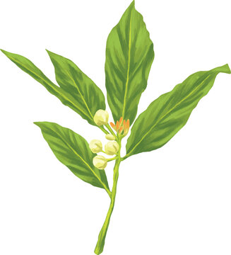 Bay Laurel Plant Botanical Painting Aromatic Herbal Illustration