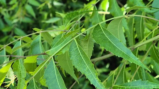 Close up tracking shot of green neem tree leaves with serrated edges swaying gently on branches