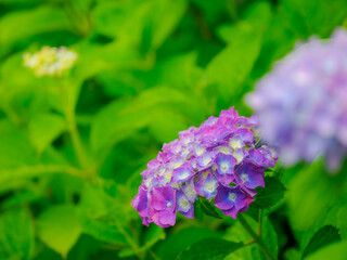 Fototapeta premium 満開の花。ハッキリした鮮やかな紫色とピンク色。爽やかな色合い。梅雨から初夏の公園や花壇を彩るアジサイのある風景。繊細で美しい装飾花。