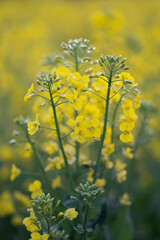 Fototapeta premium rape field in spring