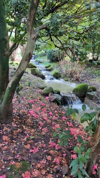 Vertical view of a small stream flowing through a lush enchanted garden with pink petals on the ground.