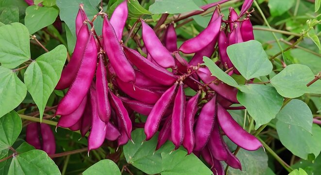 Purple hyacinth bean pods growing on vine, vibrant lablab purpureus in garden, organic vegetable harvest, ornamental climbing beans
