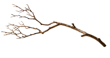 Fototapeta premium Dry leafless tree branch on transparent background