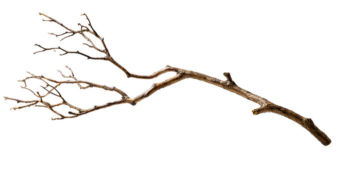 Dry leafless tree branch on transparent background