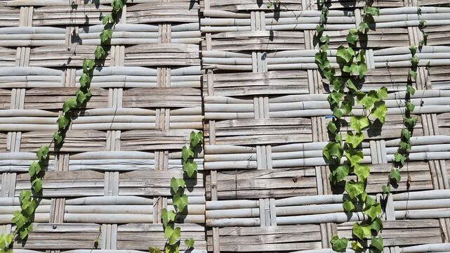 Tilt up shot of green ivy vines creeping and growing on a traditional woven bamboo wall