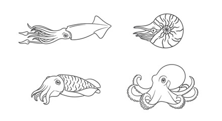 Squid octopus cuttlefish and nautilus line art set © masa