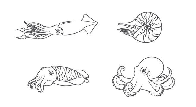 Squid octopus cuttlefish and nautilus line art set