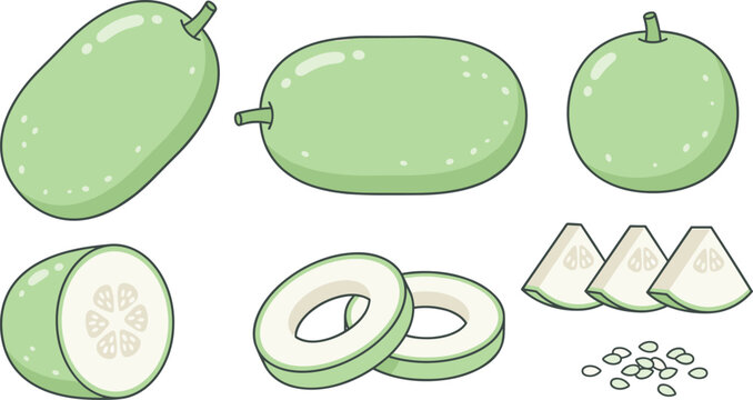 Winter Melon or Wax Gourd Fresh Vegetable Vector Icon Set Featuring Whole Gourd Cross Section Slices Rings and Seeds for Culinary Cooking Graphic Designs