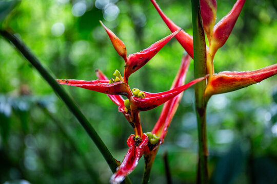 rote Begonie im Regenwald von Costa Rica