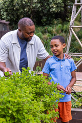 African American father and child son kneeling, pointing at mint in raised garden bed with trellis © wavebreak3