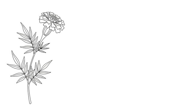 A detailed black and white line art drawing of a single marigold flower.