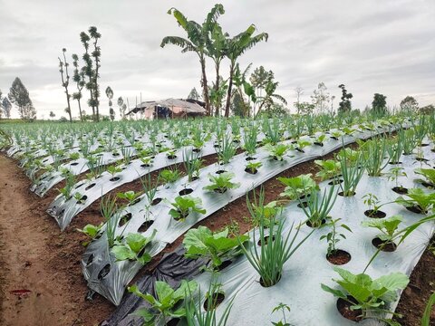 Land in the highlands where intercropping is used, such as spring onions, cabbages and chillies.