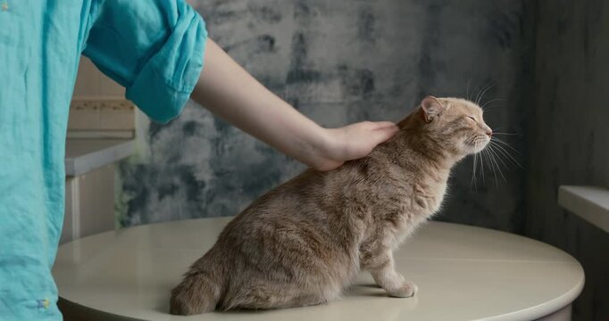 Cinematic close-up of a ginger domestic cat enjoying gentle head scratches from a human hand indoors. This artistic pet care scene captures affection, trust, comfort feline companion