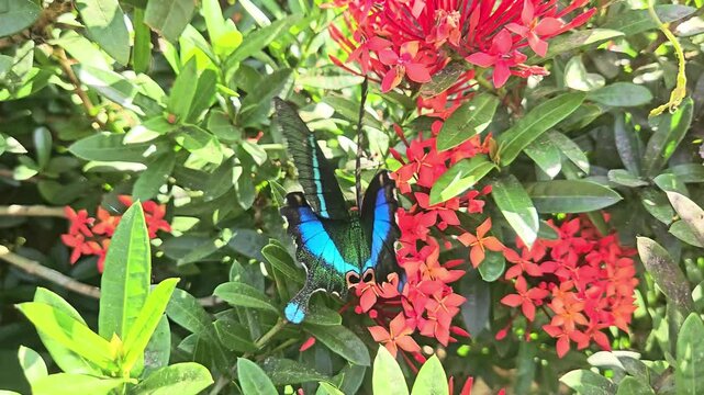 Paris Peacock butterfly Papilio paris feeding on nectar from vibrant red Ixora flowers in a tropical garden. The butterfly's iridescent blue-green wings shimmer in natural sunlight