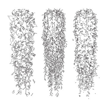 Detailed set of hand drawn vertical hanging plants for garden and landscape design plans.