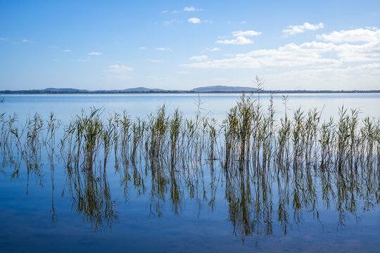 Scenic view of Lake Colac with reeds and mountains, Australia