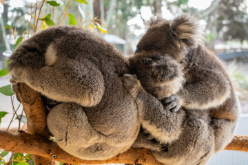 Naklejka premium Two koalas resting on tree branches in Kangaroo Island, Australia