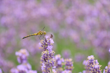 【富良野】ラベンダーの花にとまる黄色のトンボ © sigemin