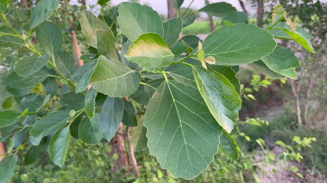 Close-up of Vibrant Green Leaves on a Branch with Soft Blurred Background