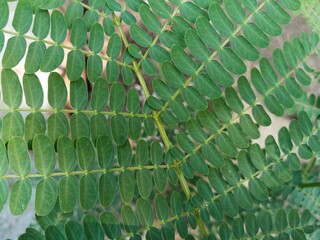 Fototapeta premium Lamtoro leaves (Leucaena leucocephala) filling the entire frame.