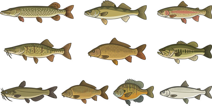 Freshwater Fish Species Collection Vector Set with Pike Perch Trout Carp Catfish and Bass