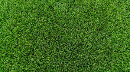 Obraz premium Lush green grass texture full frame