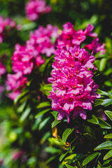Fototapeta premium Rhododendron ferrugineum, alpenrose, wild flowers in Alps