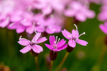 Obraz premium MOSS CAMPION, wild flower in the alps