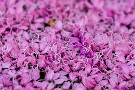 MOSS CAMPION, wild flower in the alps