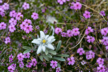 Obraz premium Edelweiss, Leontopodium nivale, Leontopodium alpinum