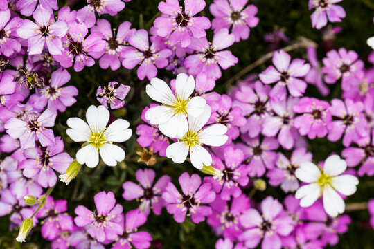 MOSS CAMPION, wild flower in the alps