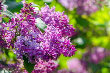 Fototapeta premium Pink lilac blooms in the Botanical garden 