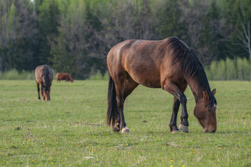 Obraz premium Brown horses grazing in a green spring meadow with forest background in Latvia. Domestic equine animals on a peaceful pasture in Europe.