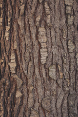 Fototapeta premium Nature's intricate embrace of a tree trunk reveals the beauty of bark patterns and textures under soft sunlight during a peaceful afternoon in a lush forest