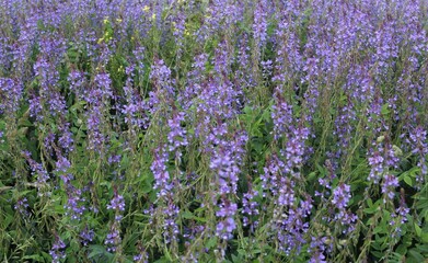 Fototapeta premium Purple Wildflower Meadow Field Closeup